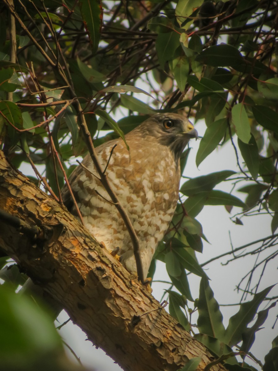 Broad-winged Hawk - ML539309741