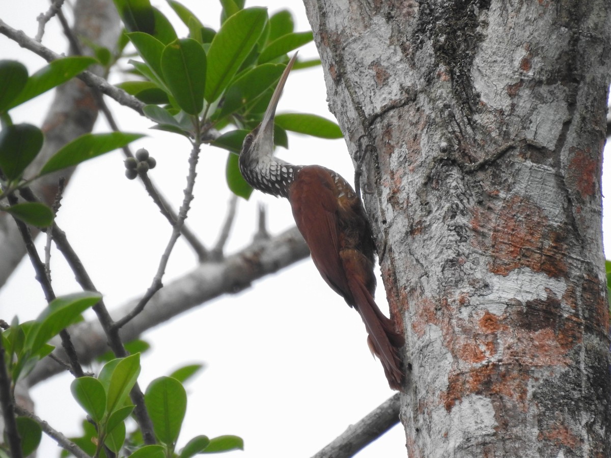 Long-billed Woodcreeper - ML539309921