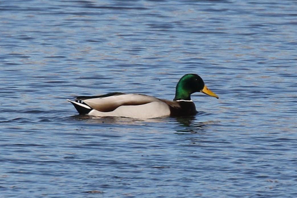 Mallard - ML539310181