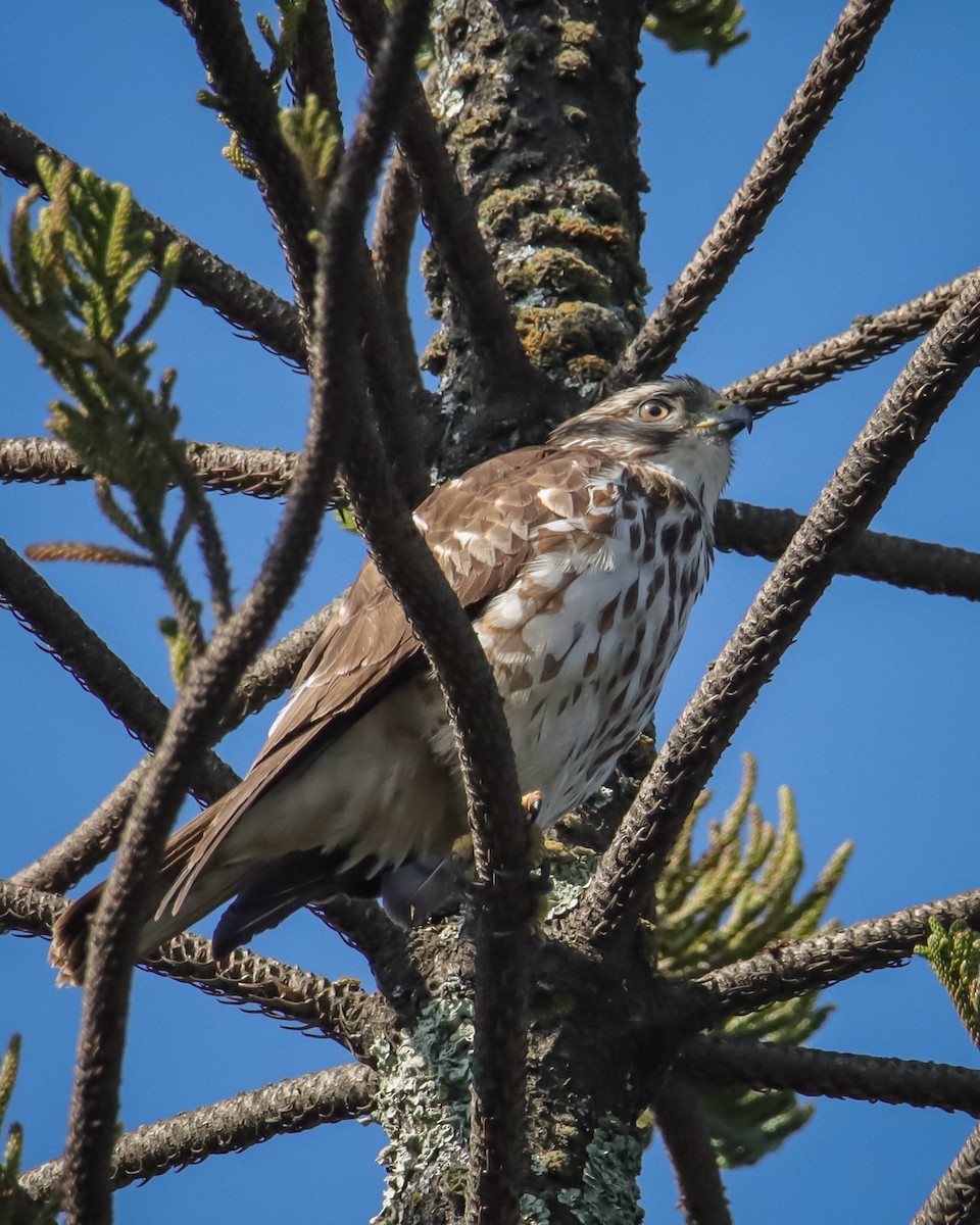 Broad-winged Hawk - ML539310621