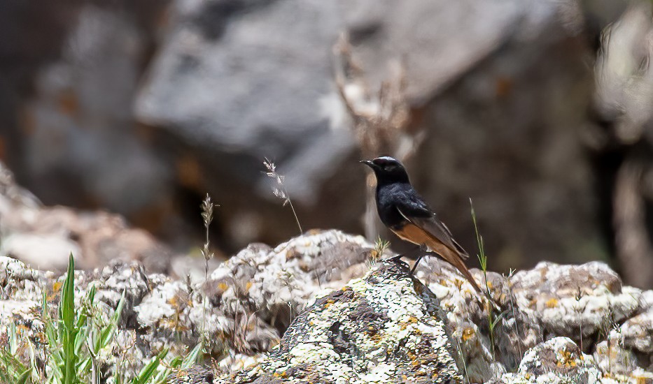 Black Redstart (Eastern) - ML539310701