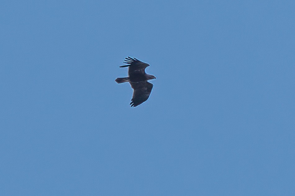 Lesser Spotted Eagle - ML539310761