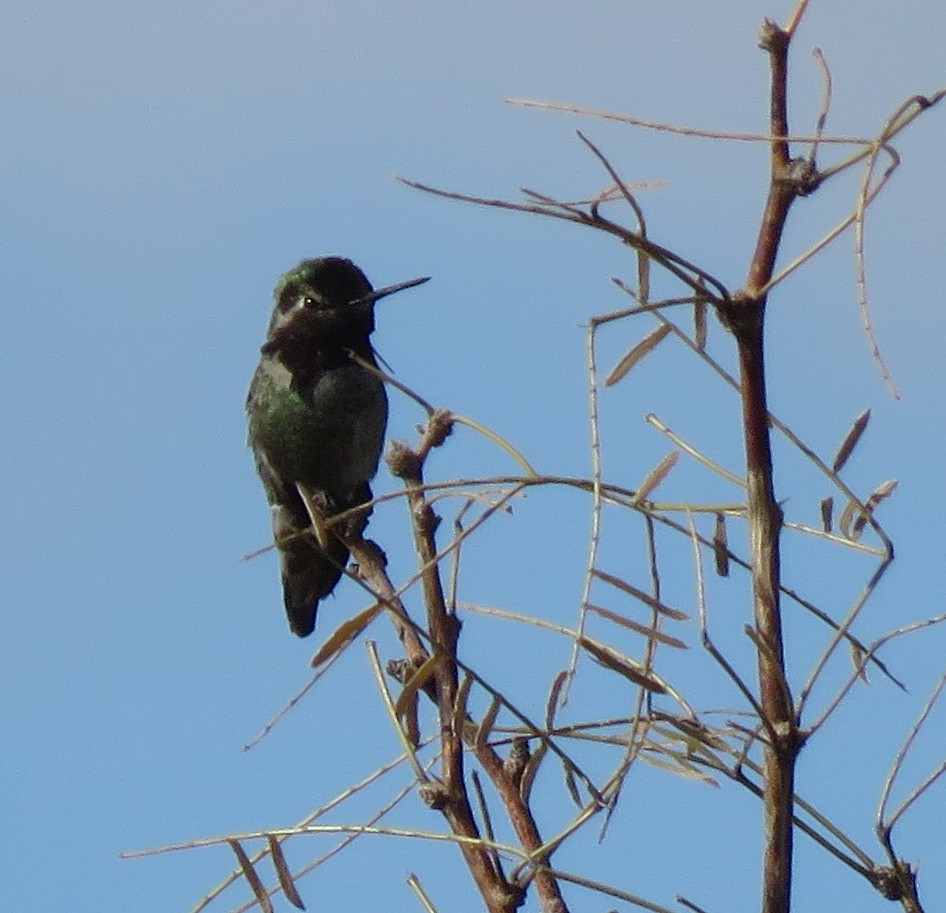 Costa's Hummingbird - ML539310871