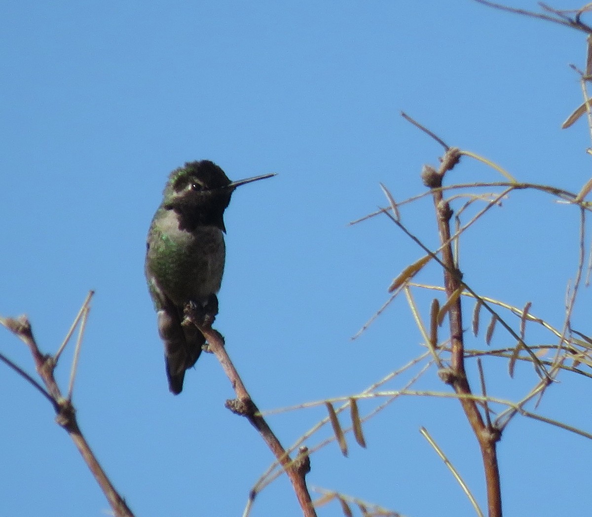 Costa's Hummingbird - ML539310981