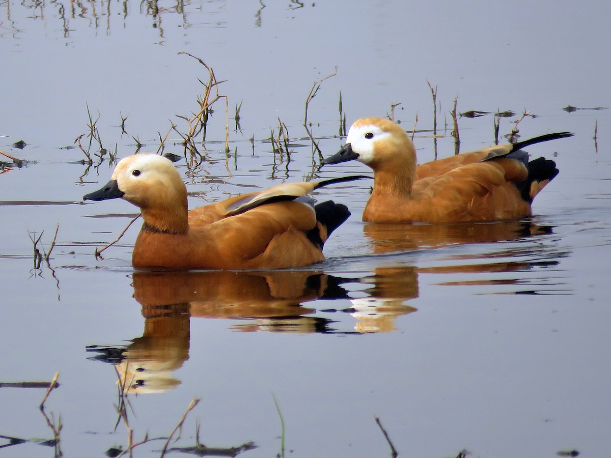 Ruddy Shelduck - ML539311621