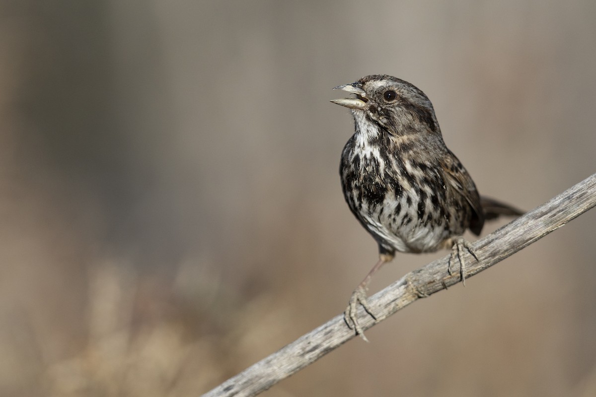 Song Sparrow (samuelsis) - ML539313291