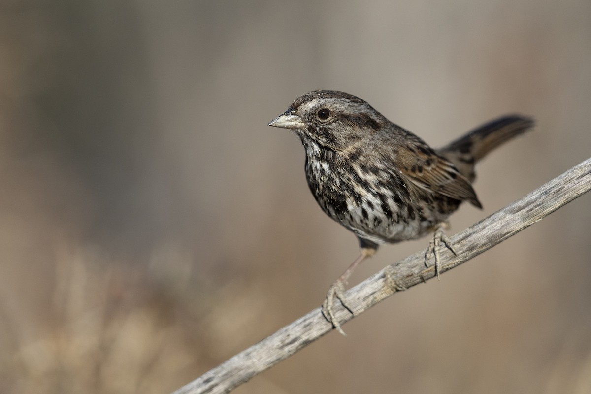 Song Sparrow (samuelsis) - ML539313301