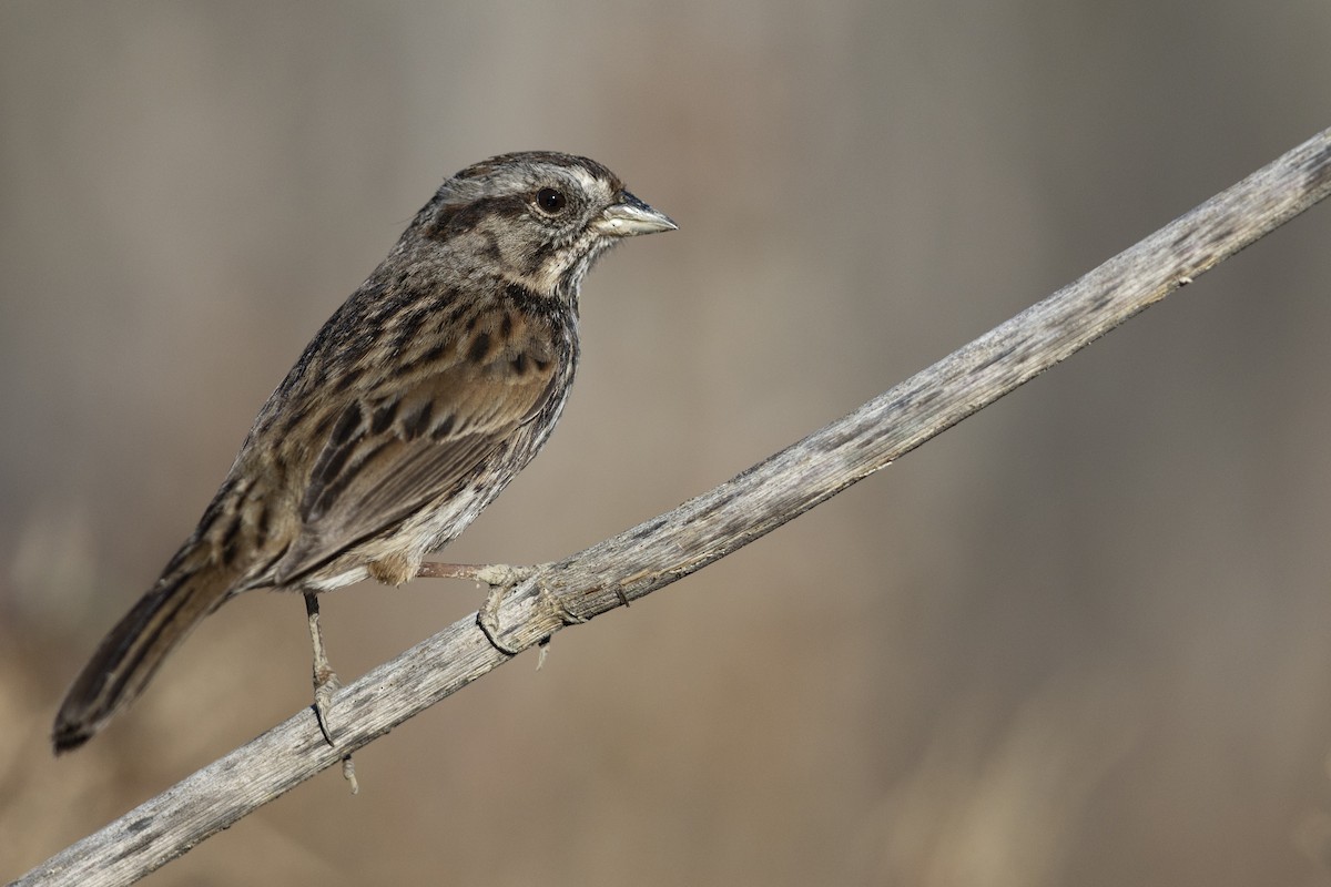 Song Sparrow (samuelsis) - ML539313311