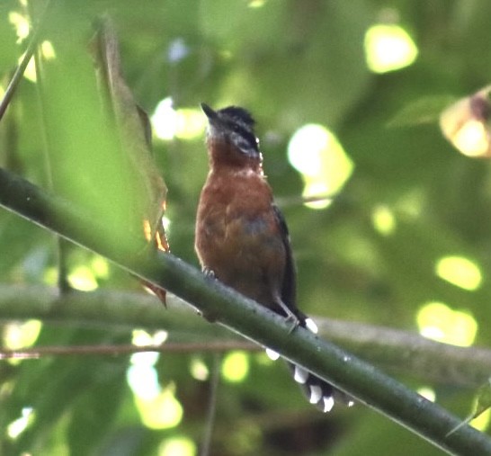 Ferruginous Antbird - Janaina Souza