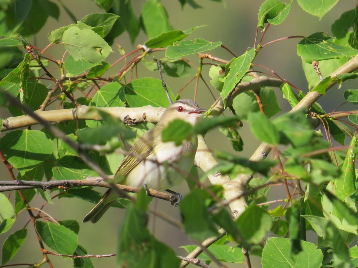 Rotaugenvireo - ML539313491