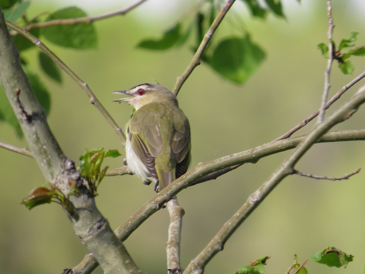 Rotaugenvireo - ML539313591