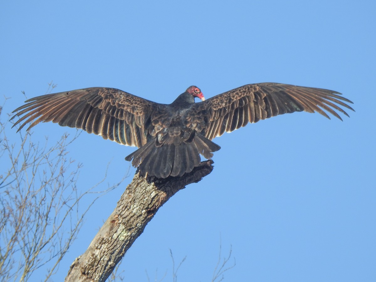 Turkey Vulture - ML539313771