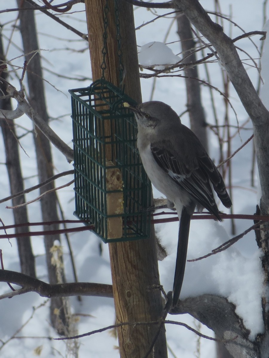 Northern Mockingbird - ML539313991