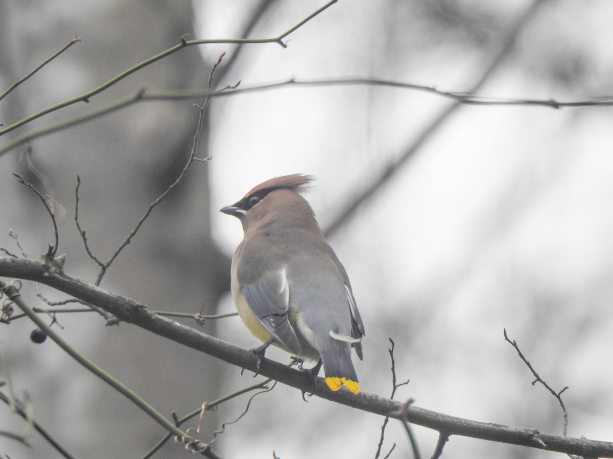 Cedar Waxwing - ML539314111