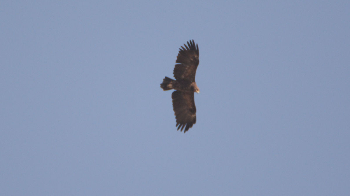 Greater Spotted Eagle - ML539314441