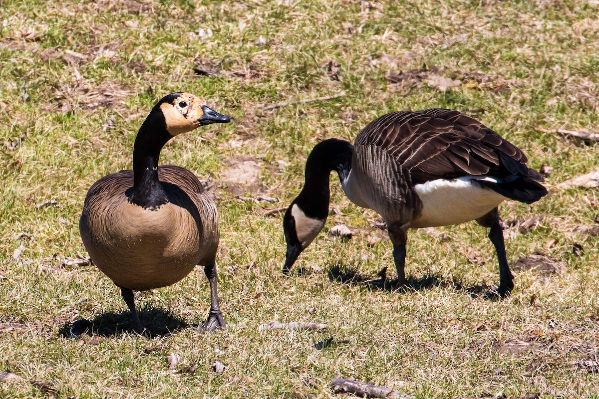 Canada Goose - graichen & recer