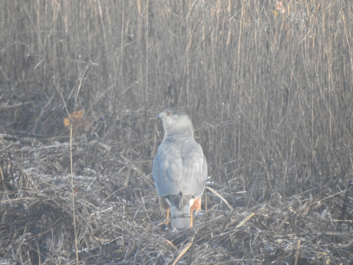 Cooper's Hawk - ML539314701