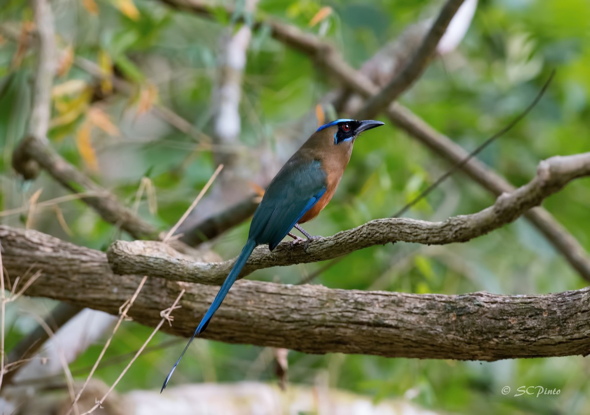 Whooping Motmot - Shailesh Pinto