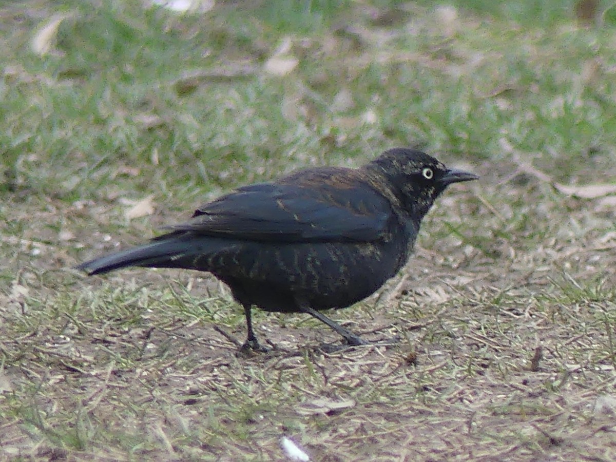 Rusty Blackbird - ML539314731