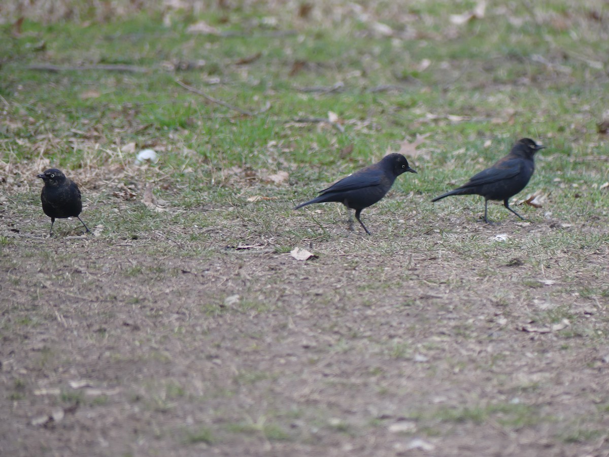 Rusty Blackbird - ML539314751
