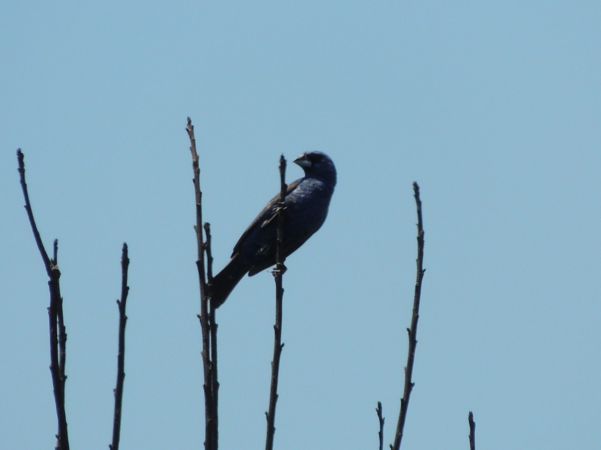 Blue Grosbeak - Nancy Henke