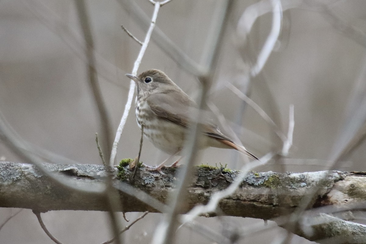 Hermit Thrush - ML539316341