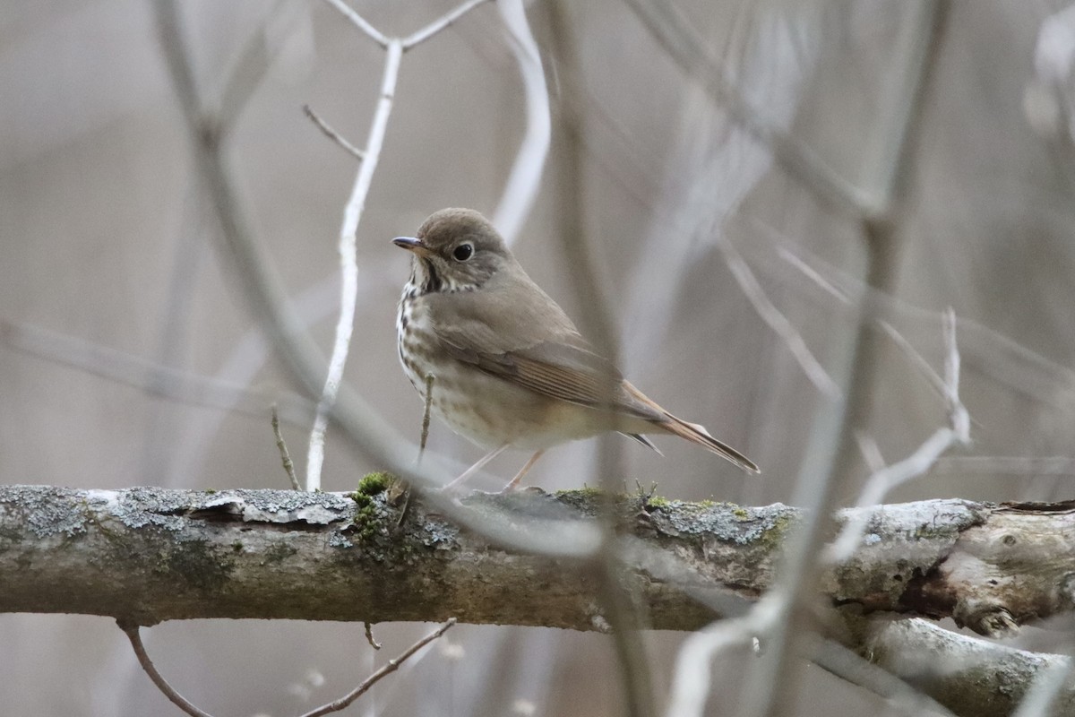 Hermit Thrush - ML539316351