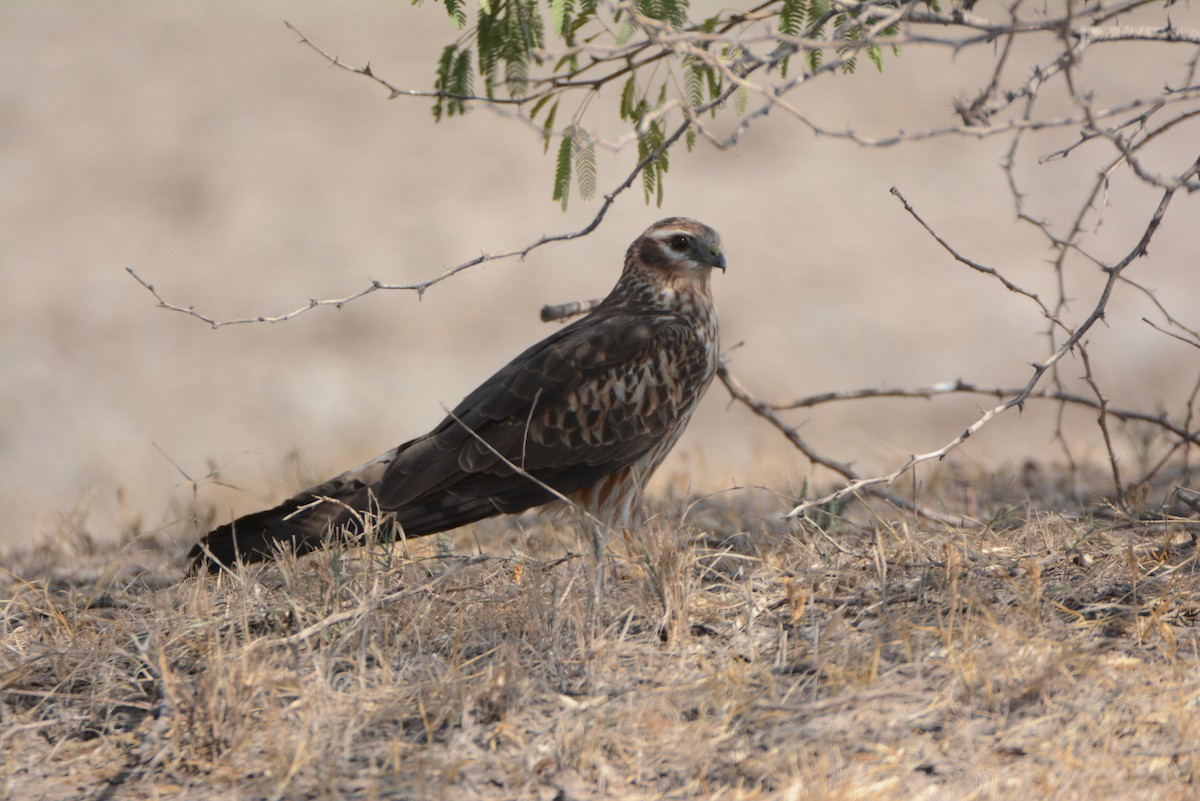 Montagu's Harrier - Anup Chavda