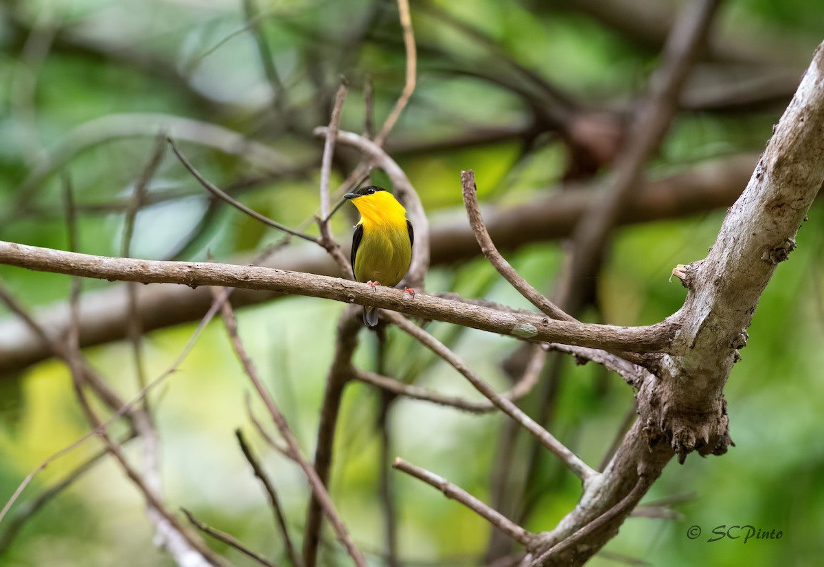 Golden-collared Manakin - ML53931701