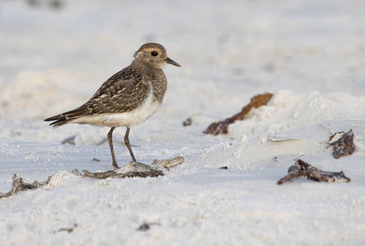 Rufous-chested Dotterel - ML539317011