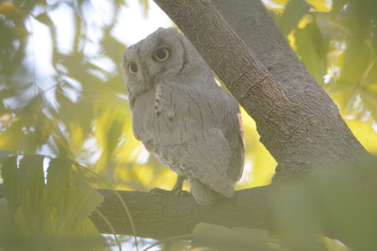 Pallid Scops-Owl - Anup Chavda