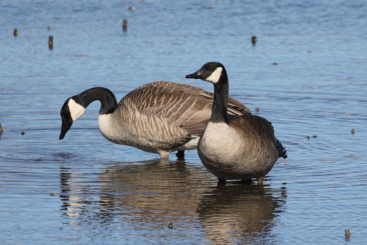 Canada Goose - ML539317111