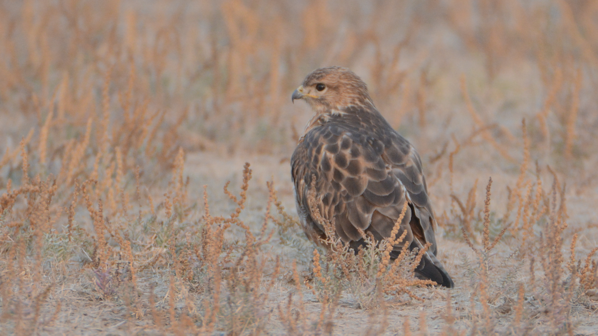 Common Buzzard - Anup Chavda