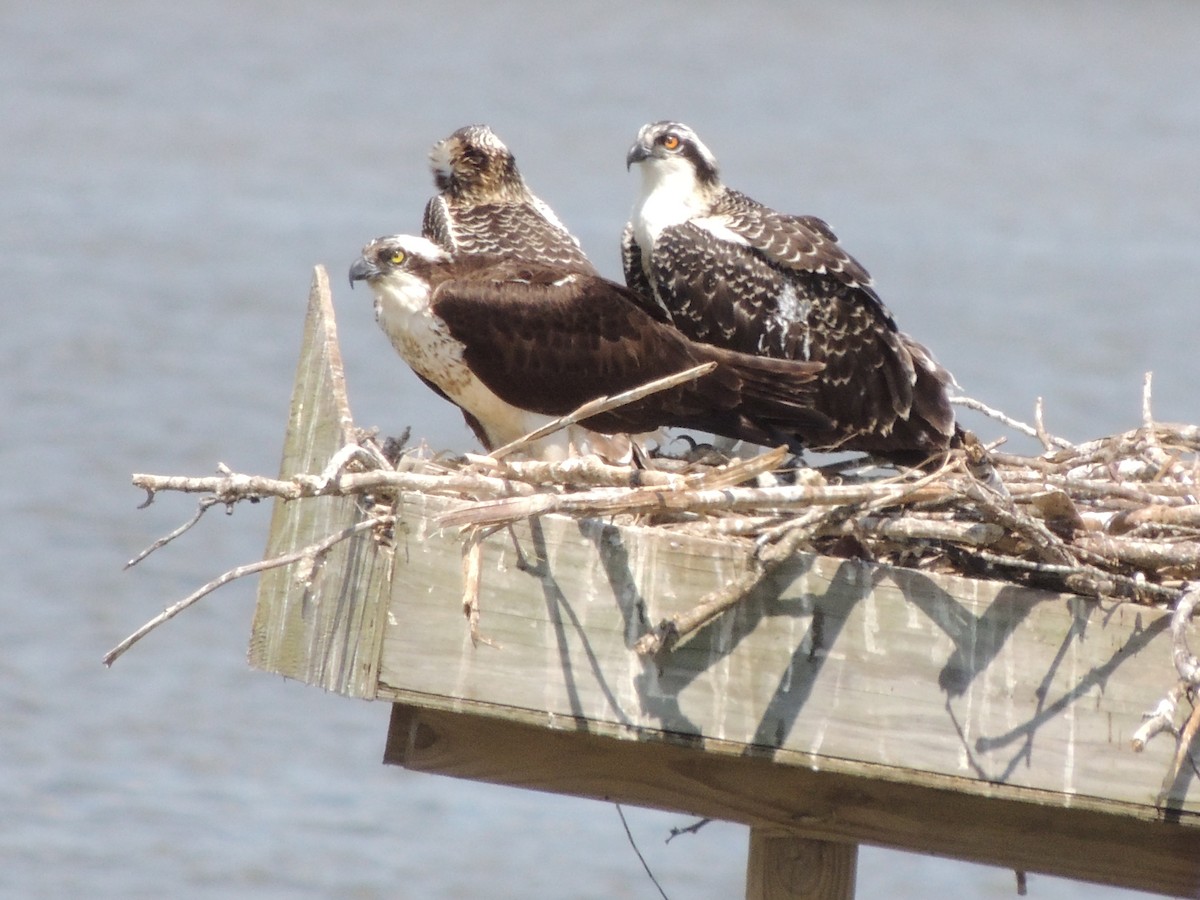 Osprey - Nancy Henke