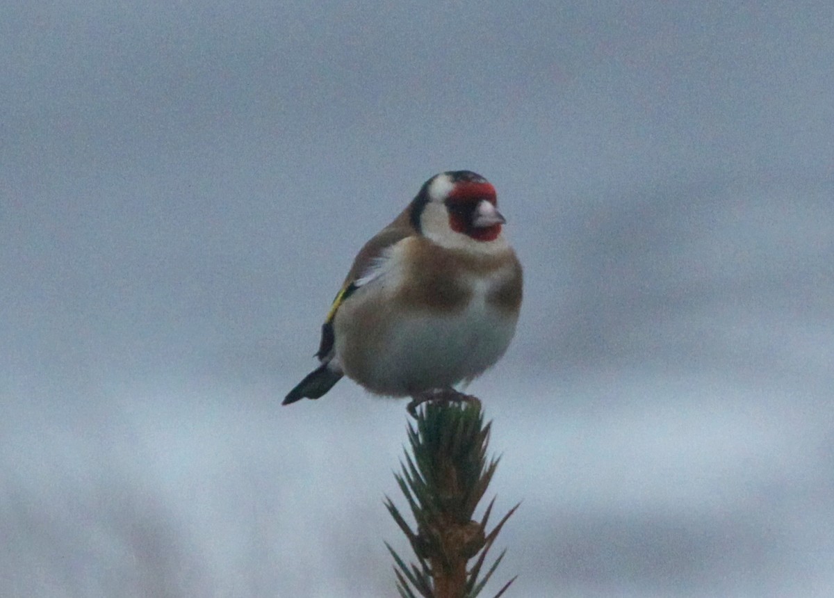 ゴシキヒワ - ML539320561