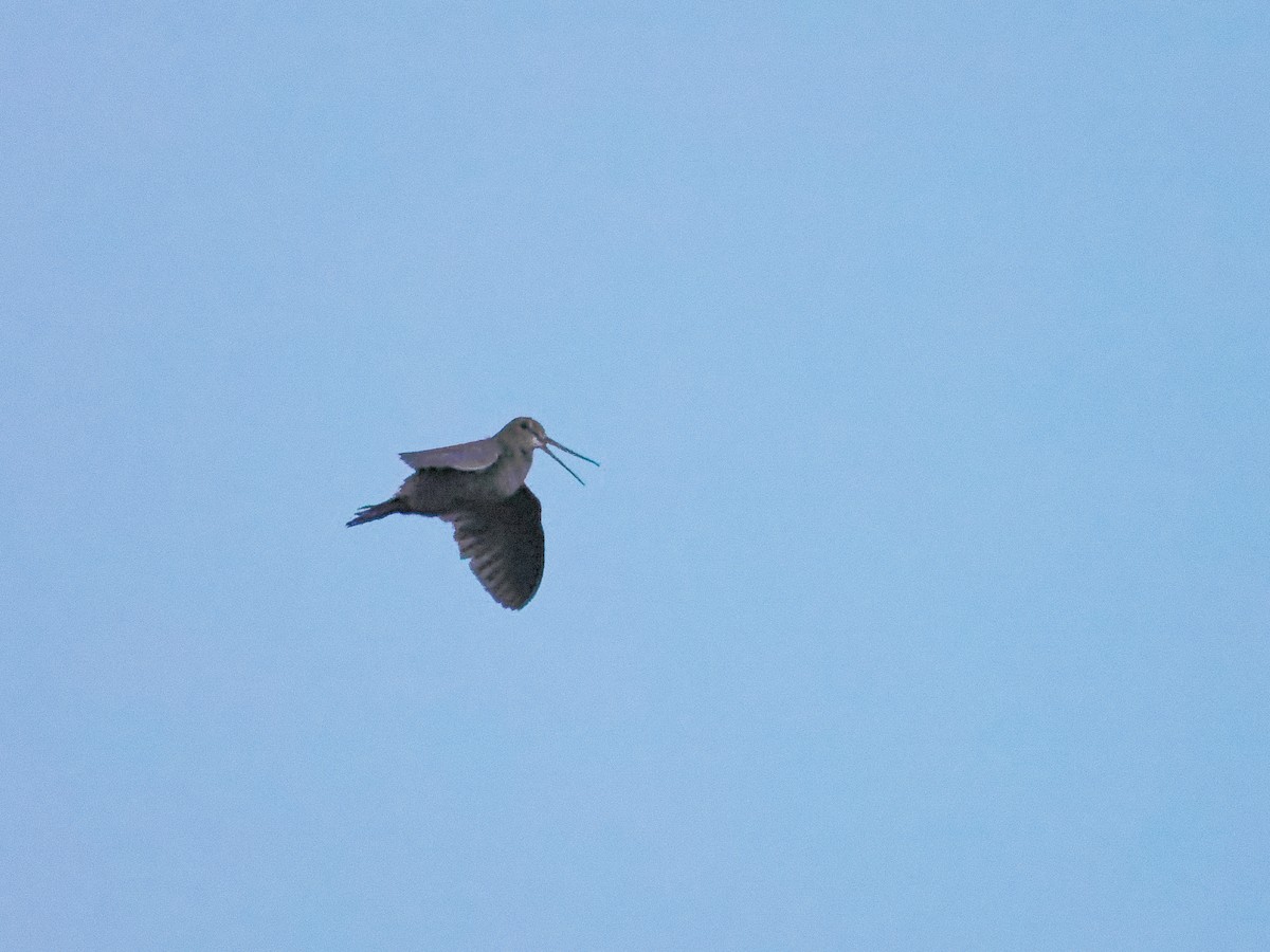 Eurasian Woodcock - ML539321041