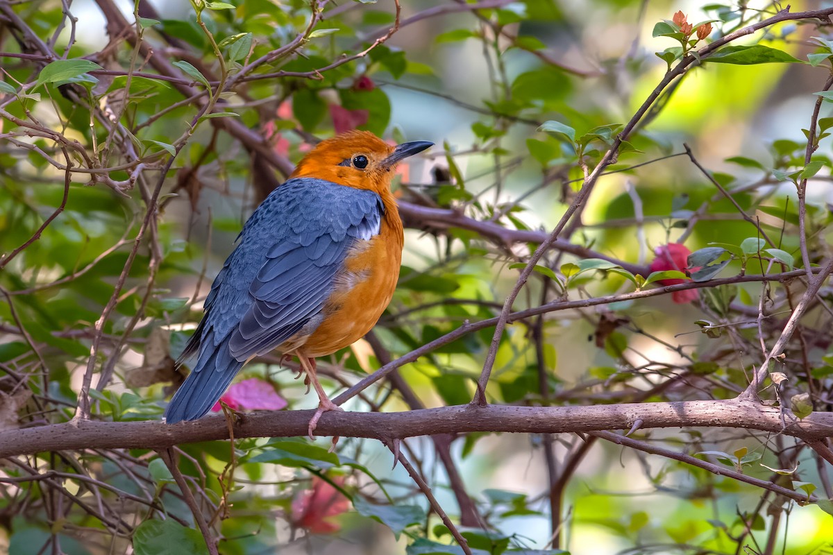 Orange-headed Thrush - ML539321401