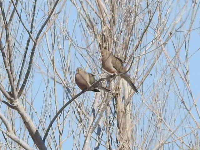 Mourning Dove - ML539324131