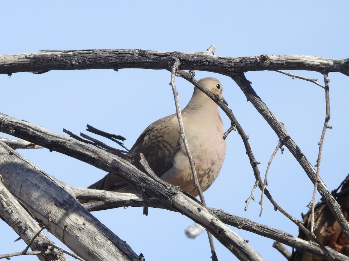 Mourning Dove - ML539324141