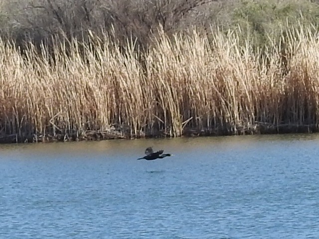 Double-crested Cormorant - ML539324711