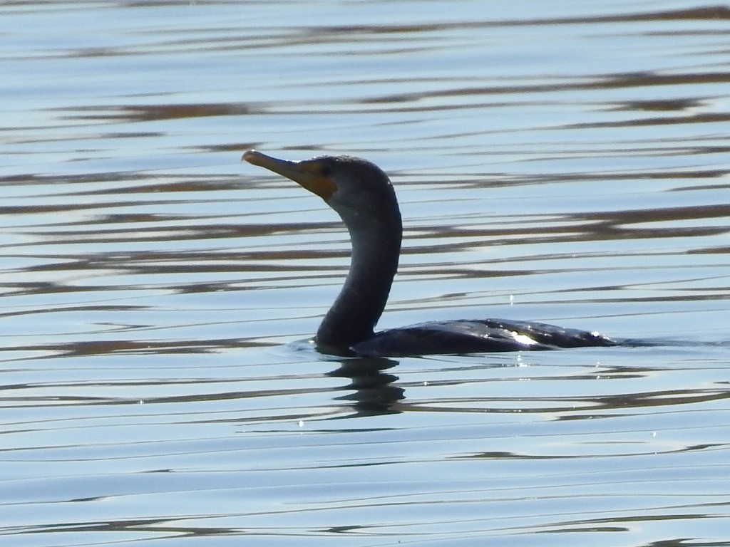 Double-crested Cormorant - ML539324721