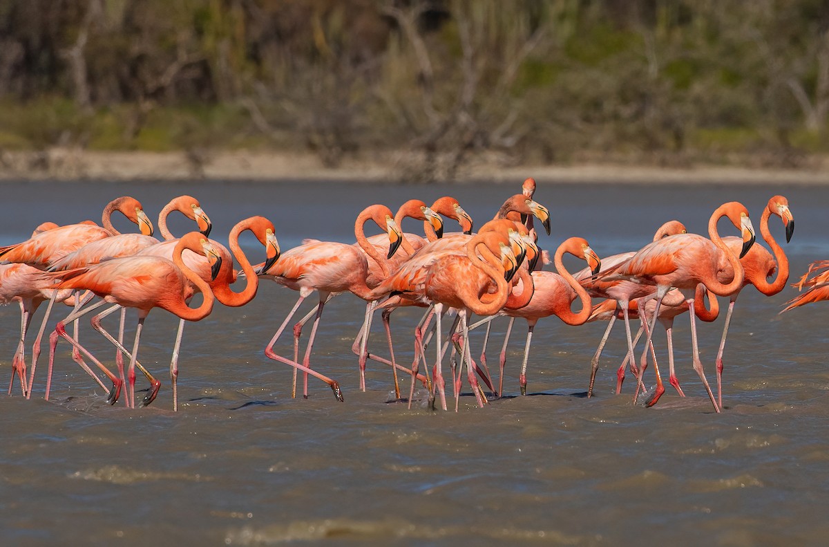 American Flamingo - ML539324791