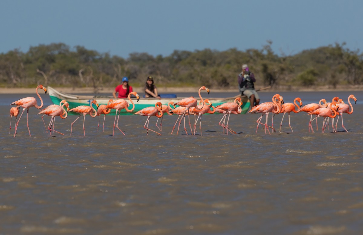 American Flamingo - ML539324811