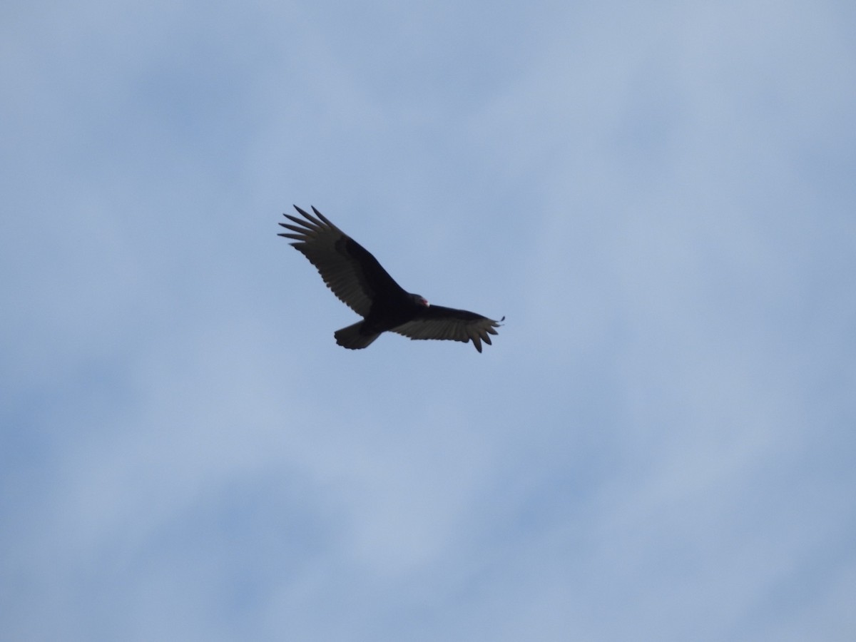 Turkey Vulture - ML539325541