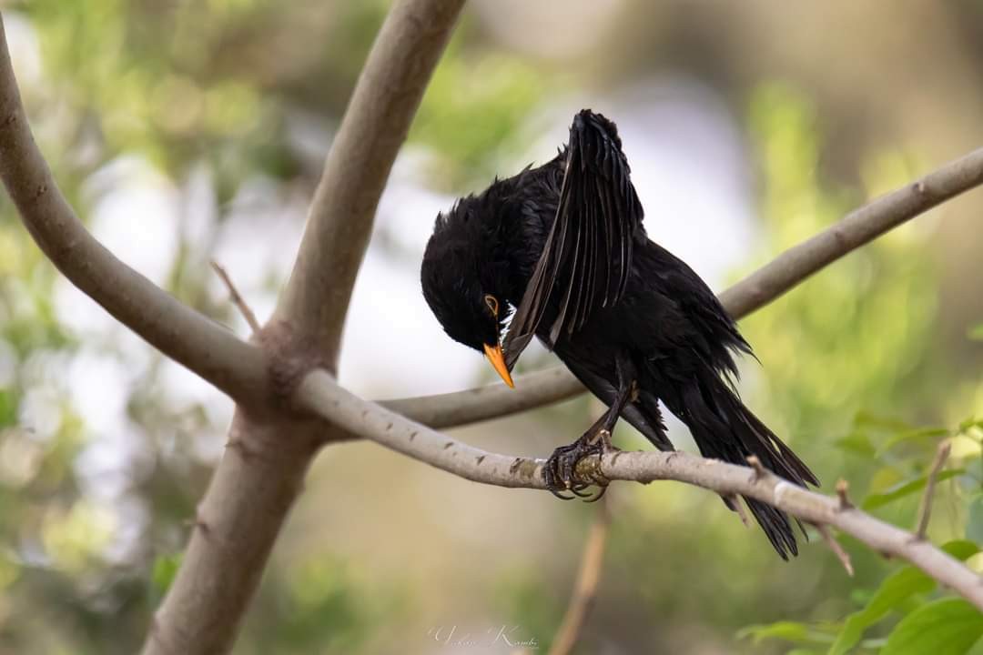Eurasian Blackbird - ML539326401