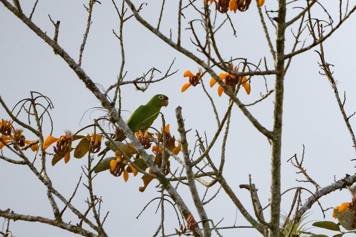 Crimson-fronted Parakeet - ML539326571