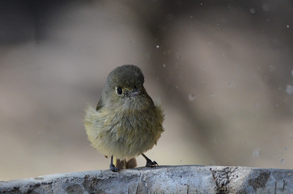 Vireo de Hutton - ML539327301