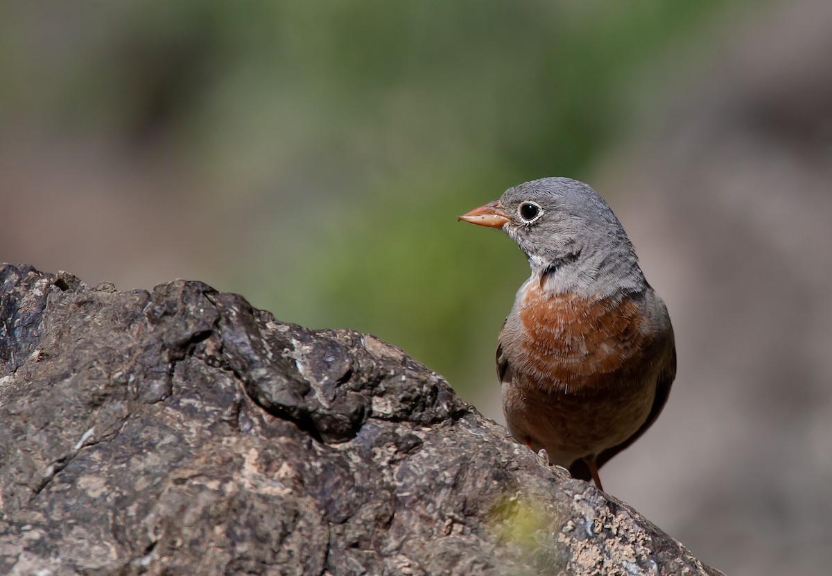 Gray-necked Bunting - ML539328831