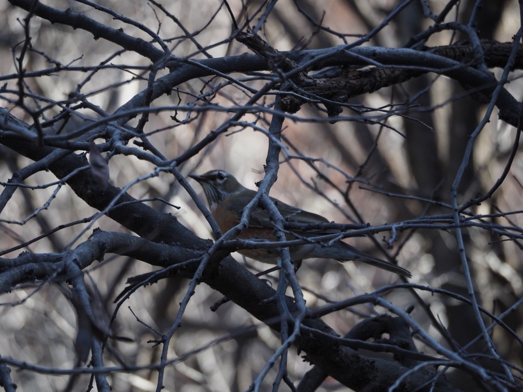 American Robin - ML539328861