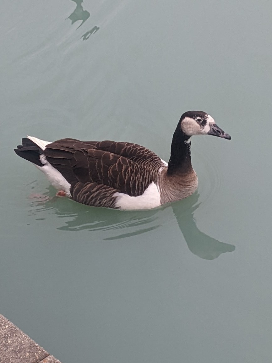 Domestic goose sp. x Canada Goose (hybrid) - ML539329831